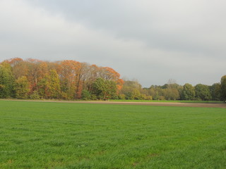 Wintersaat und Weiden am Niederrhein (November)