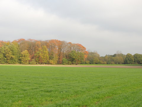 Wintersaat und Weiden am Niederrhein (November)