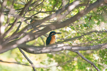  Kingfisher