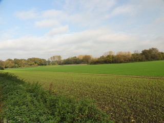 Wintersaat und Weiden am Niederrhein (November)