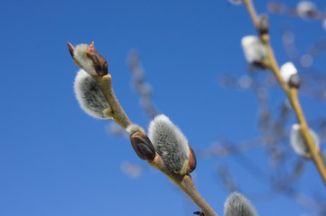 Branch of a willow on a background of blue sky.