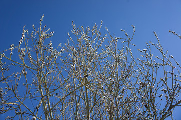 Branch of a willow on a background of blue sky.