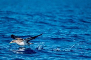 Cory's shearwater (Calonectris borealis) during take off.
