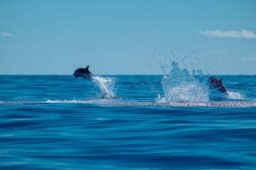 Striped dolphins speeding across calm Atlantic waters 