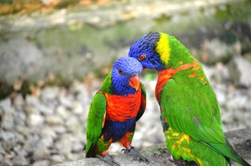 Two Colorful Parrots