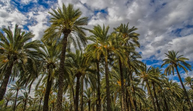 Palmeraie d'Elche, Espagne