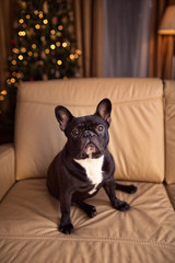 French bulldog sitting on couch