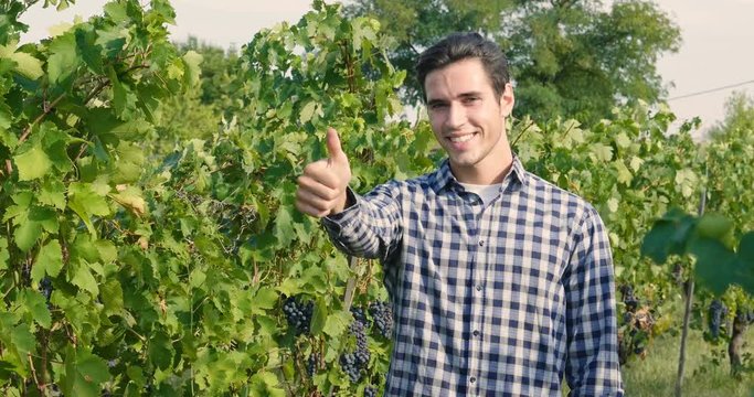 A man in a vineyard with his smiling tablet after checking his grapes traceability and growing for the production of his Italian wine. Concept of: agriculture, wine, drinks, bio, nature and technology