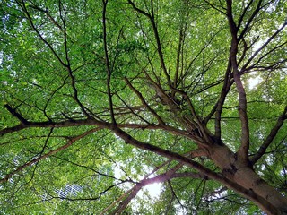 Tree in my house