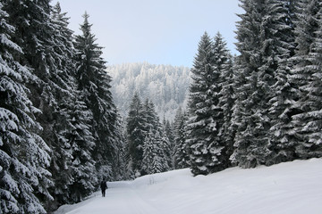 Fototapeta premium Winterwandern