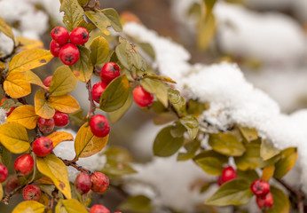  Rote Beeren der Zwergmispel (Cotoneaster horizontalis) im Schnee