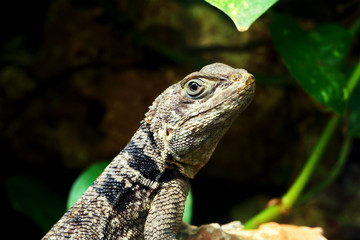 Green small lizard gecko close up macro in terrarium