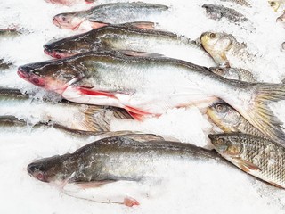 Iridescent shark, Striped catfish, Sutchi catfish sale in the market.