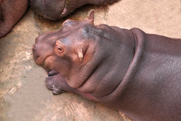 Hippo laying on the ground close up photo top view