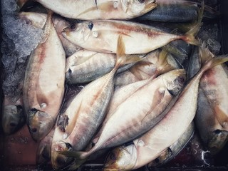 indian mackerel sale in the market.