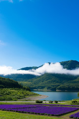 ラベンダー畑と湖　金山湖　南富良野　富良野