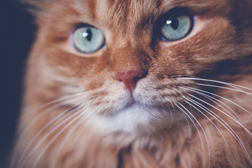 beautiful red cat, close-up portrait, with retro toning. Macro shot of nose