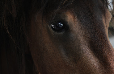 Horse brown eye close up animal portrait photo