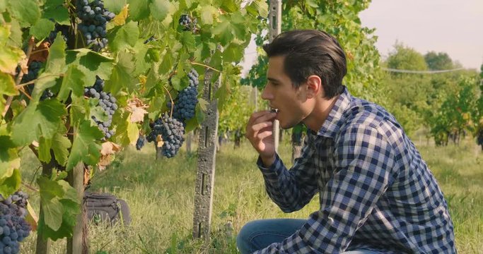 A man in a vineyard with his smiling tablet after checking his grapes traceability and growing for the production of his Italian wine. Concept of: agriculture, wine, drinks, bio, nature and technology