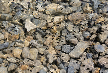 many swings ie small frogs swim in the clear water of the alpine