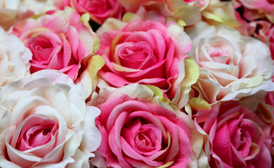 pink and white rose background
