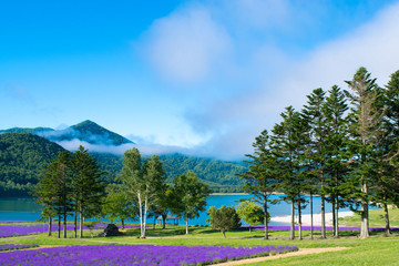 ラベンダー畑と湖　金山湖　南富良野　富良野