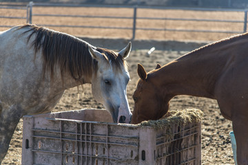 Horses eating hay