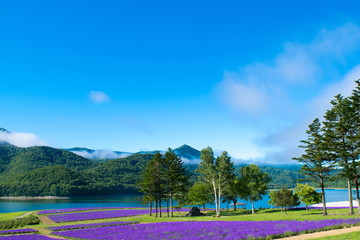 ラベンダー畑と湖　金山湖　南富良野　富良野