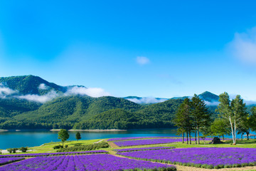 ラベンダー畑と湖　金山湖　南富良野　富良野