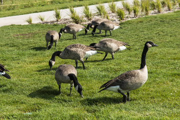 Geese on grass