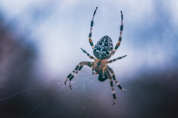 Cross spider eats prey against the sky