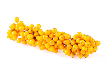 Sea-buckthorn on a white background