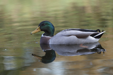Mallard Duck swimming in water closeup