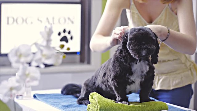 Small black and white dog at salon combing hair 4K