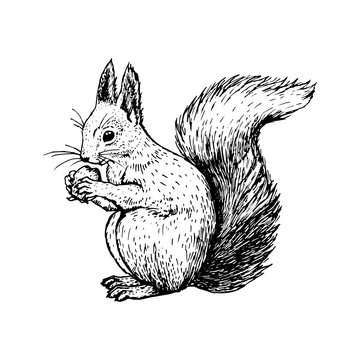 Hand drawn squirrel. Vector sketch.