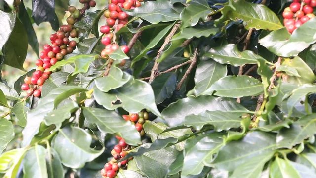 coffee berries on caffee plantation.