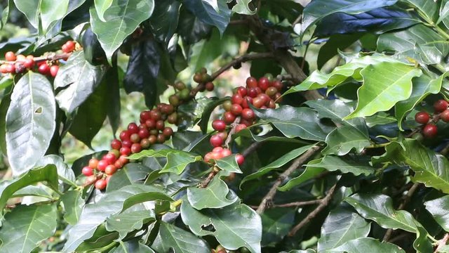 coffee berries on caffee plantation.