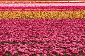 Fototapeta na wymiar Tulip fields of the Bollenstreek, South Holland, Netherlands