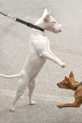 acquaintance of two dogs