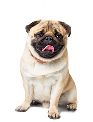 Obraz premium dog pug white background 
