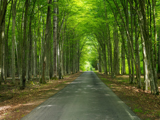 Ecological Path Through Forest