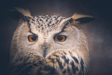 owl