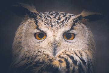 owl