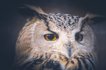 owl