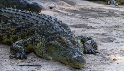 Portrait of crocodile on the banks of the River Grumeti.