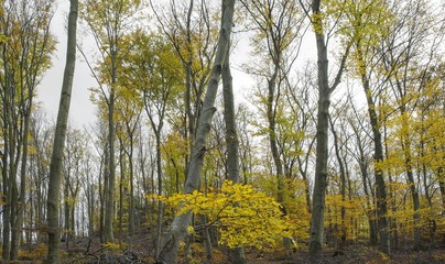 Forest in fall in red and yellow colors. Autumn concept