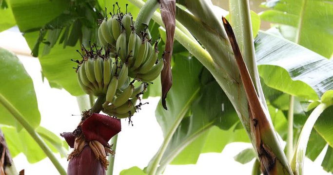 green banana fruit on tree, rainy day scene
