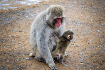 Japanese macaque and baby, Iwatayama monkey park, Kyoto, Japan