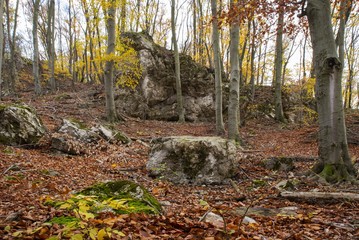 Forest in fall in red and yellow colors. Autumn concept