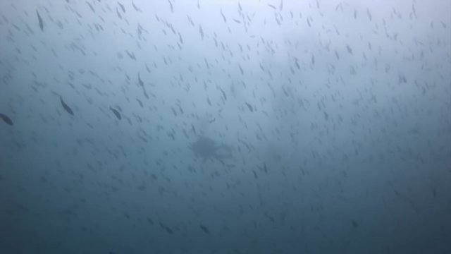 Scuba divers underwater on background of school fish in Galapagos. Unique beautiful video. Abyssal relax diving in world of wildlife. Natural aquarium of sea and ocean. Multicolor animals.